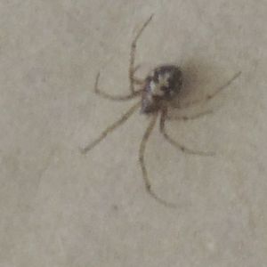 unknown spider in idaho
