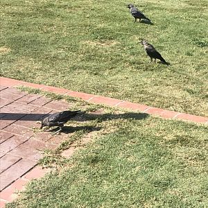 Jackdaws on hotel grounds