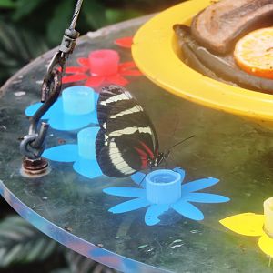 Unidentified butterfly [2015]