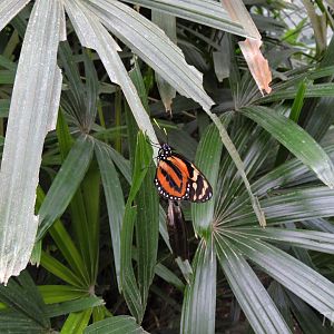 Unidentified butterfly [2015]