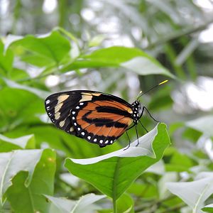 Unidentified butterfly [2015]