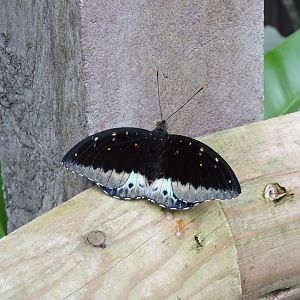 Unidentified butterfly [2015]