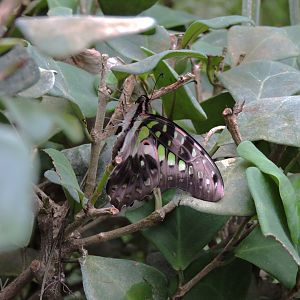 Unidentified butterfly [2015]