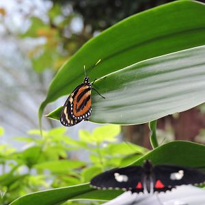 Unidentified butterfly [2015]