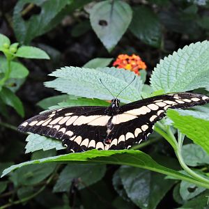 Unidentified butterfly [2015]