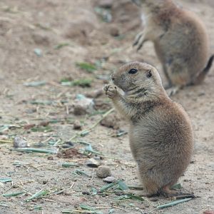 Black-tailed prairie dog