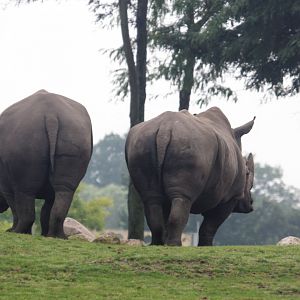 Southern white rhinoceros