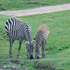 Plains zebra
