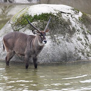 Defassa waterbuck