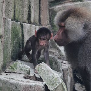 Hamadryas baboon