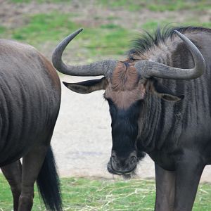 Blue wildebeest