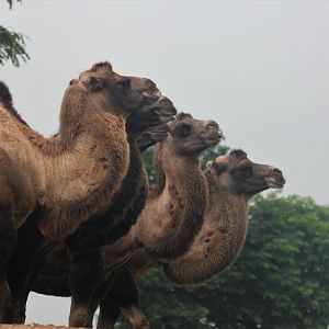 Bactrian camel