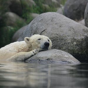 Polar bear