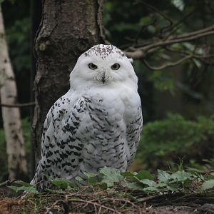 Snowy owl