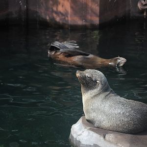 South American fur seal