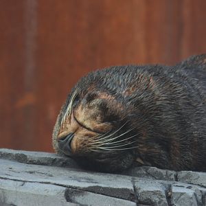 South American fur seal