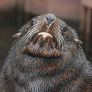 South American fur seal