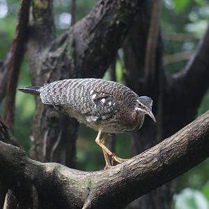 Sunbittern