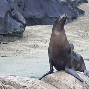 California sea lion