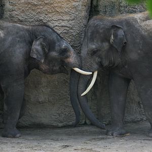Asian elephant