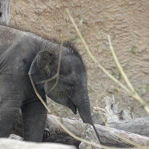Asian elephant