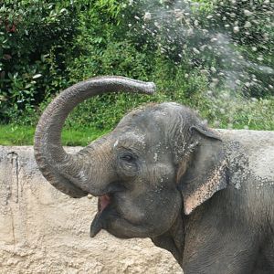 Asian elephant