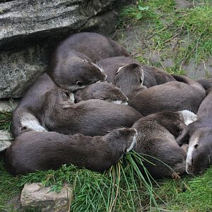 Asian small-clawed otter