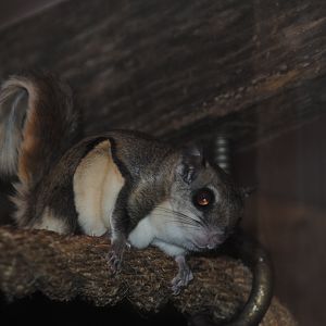 Flying Squirrel