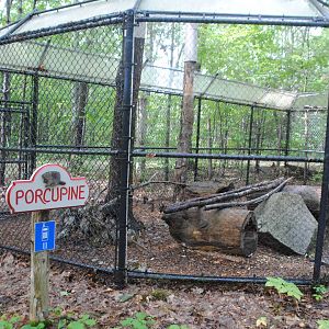 North American Porcupine exhibit
