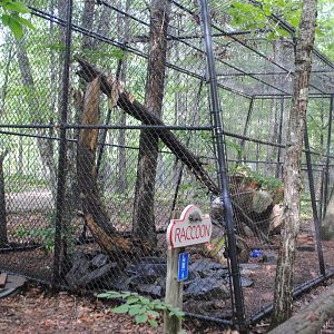 Raccoon exhibit (housing 1 normal and 1 albino specimen)
