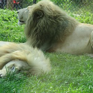 Male white lions