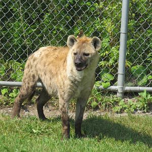 Spotted hyena