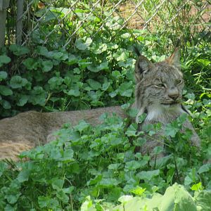 Canada lynx