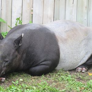 Malayan tapir