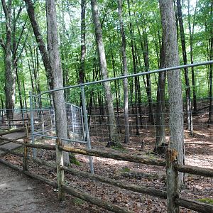 White-tailed Deer exhibit