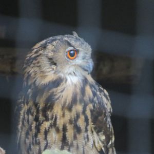 Eurasian eagle-owl