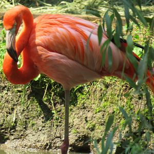 American flamingo