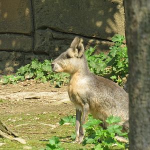Patagonian mara