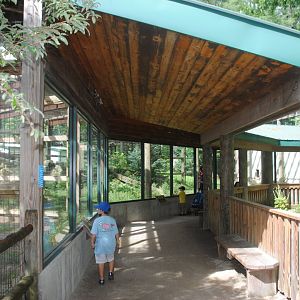 Cougar exhibit