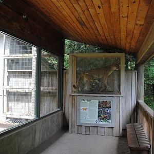 Cougar exhibit (interpretive material)