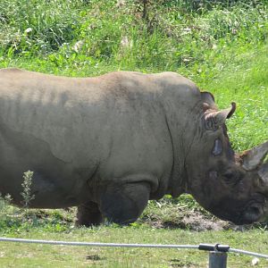 White rhinoceros