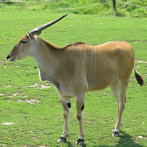 Common eland