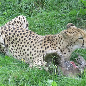 Cheetah eating a hunted goose