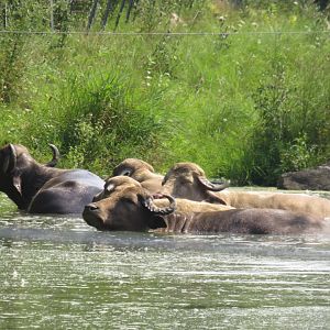 Water buffalo