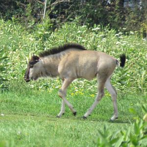 Wildebeest calf