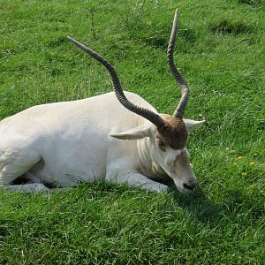 Addax