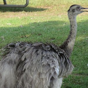 Greater rhea