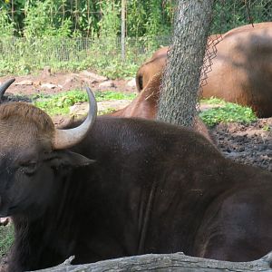 Gaur