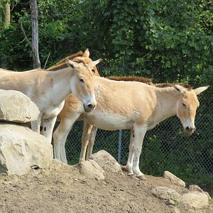 Onagers