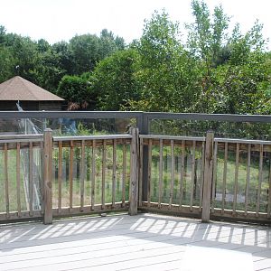 Foxes exhibit (view from the deck): Red Foxe on the right, and Grey Fox on the left